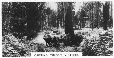 Houttransport, Victoria, Australië, 1928 door Unbekannt