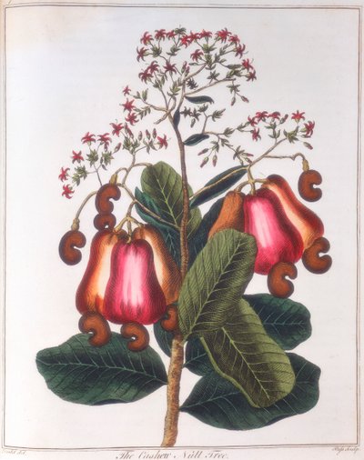 Cashewnoot - Anacardium occidentale, c1798 door Unbekannt