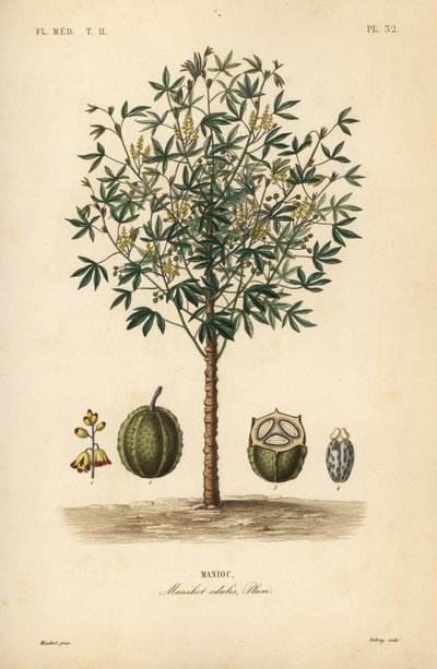 Cassave, yuca of maniokplant, Manihot esculenta, Manihot edulis, Manioc door Unbekannt