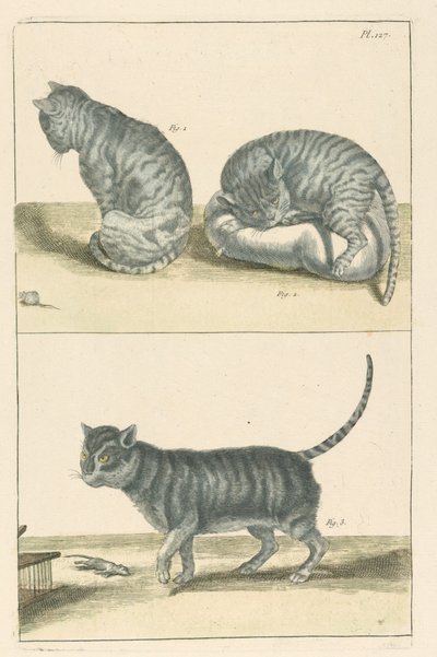 Katten door Unbekannt