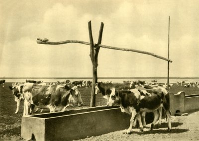 Vee drinkend bij een trog, Burgenland, Oostenrijk, ca. 1935 door Unbekannt