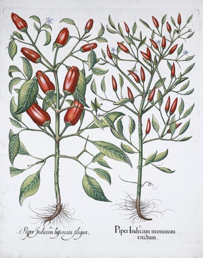 Chilipeperplanten, 1613 door Unbekannt
