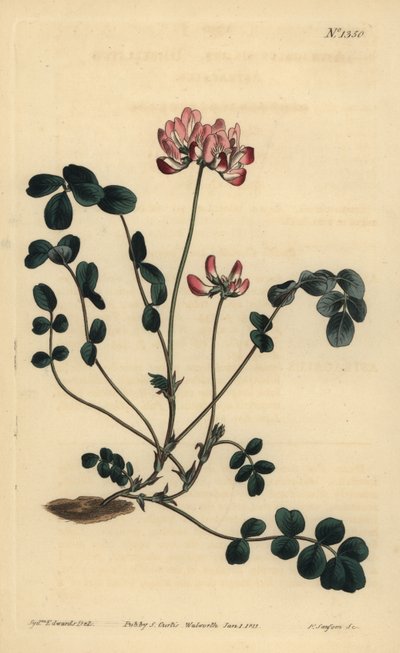 Chinese melkklaver of Umbellated astragalus, Astragalus sinicus door Unbekannt