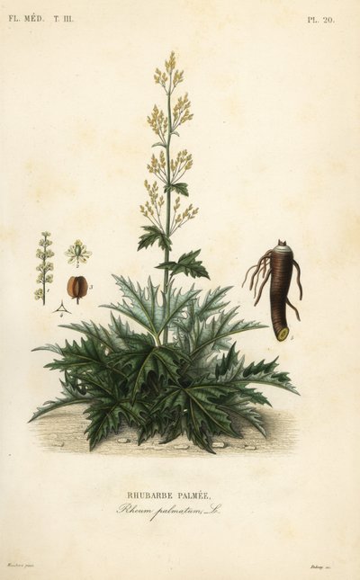 Chinese rabarber of rabarberwortel, Rheum palmatum door Unbekannt
