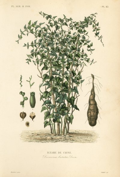 Chinese yam of kaneelwijnstok, Dioscorea polystachya, Dioscorea batatas, Igname de Chine door Unbekannt