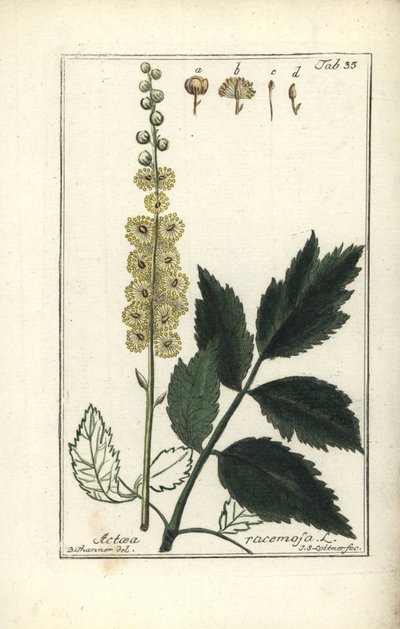 Cimicifuga racemosa of Zilverkaars, Actaea racemosa door Unbekannt