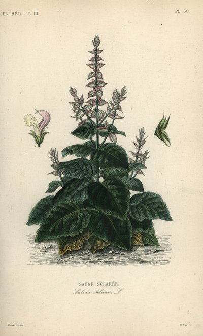 Scharlei, Salvia selarea, Sauge sclaree door Unbekannt