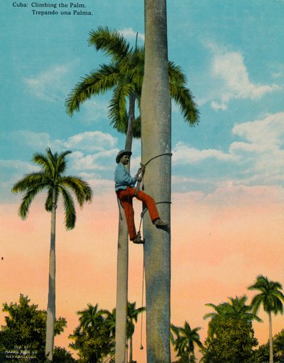 Een palmboom beklimmen, Cuba, c1920 door Unbekannt