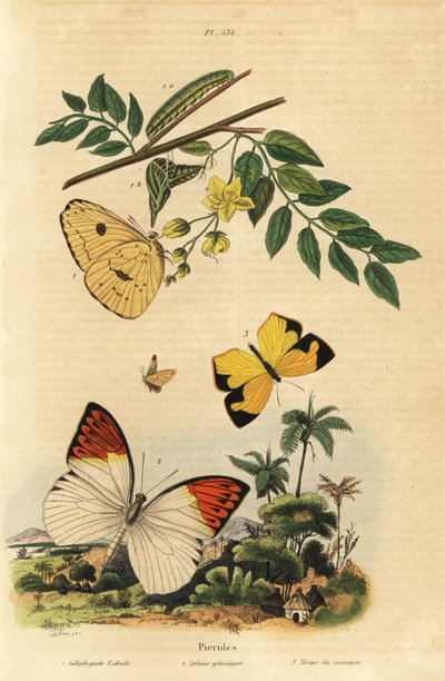 Wolkenloze zwavelvlinder, Phoebis sennae 1, grote oranje tip, Hebomoia glaucippe 2, en Mexicaanse gele, Eurema mexicana 3 door Unbekannt