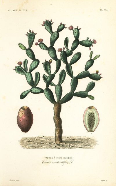 Cochenille cactus, Nopalea cochenillifera, Opuntia cochenillifera, Cactus cochenillifer, Cactus coccinellifer, Cactus a cochenilles door Unbekannt