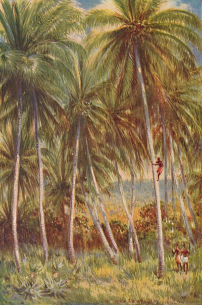 Kokospalmen, 1924 door Unbekannt