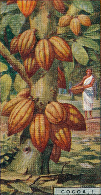 Cacao, 1. - Cacaoboom, Trinidad, 1928 door Unbekannt