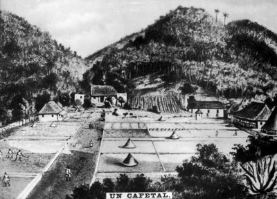 Koffieplantage, Cuba, 1768 c1910 door Unbekannt