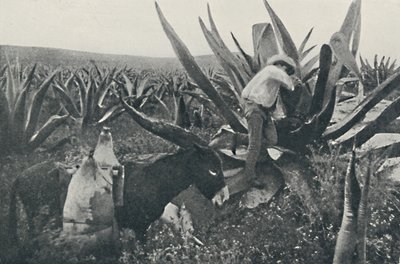 Honingwater verzamelen van een Maguey, 1916 door Unbekannt