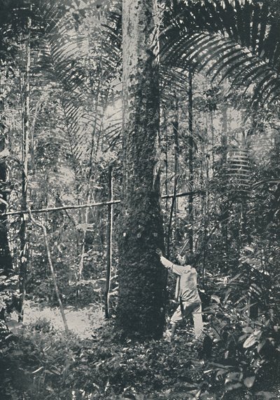 Rubber verzamelen, 1916 door Unbekannt