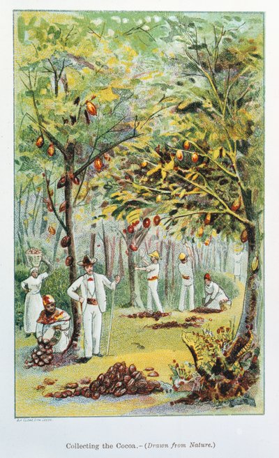 Cacao verzamelen, Venezuela, 1892 door Unbekannt