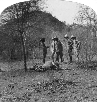 Kolonel Afsurul Mulk op tijgerjacht, India, 1900s door Unbekannt