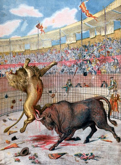 Gevecht tussen een leeuw en een stier, Spanje, 1894 door Unbekannt