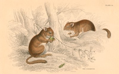 Hazelmuis Muscardinus arvellanarius, winterslapende knaagdier, 1828 door Unbekannt
