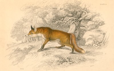 Gewone of rode vos Vulpes vulpes, 1828 door Unbekannt
