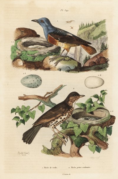 Gewone rotslijster met nest en eieren, Monticola saxatilis, en zanglijster met nest en eieren, Turdus philomelos door Unbekannt
