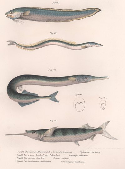 Gewone slangvis. Gewone zandspiering. Gewone Hornhecht. Braziliaanse halfbek, ca. 1850s door Unbekannt