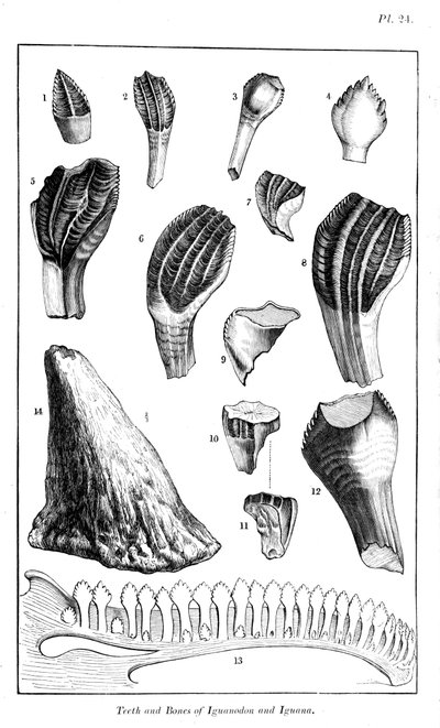 Vergelijking van de tanden van een iguanodon met die van een moderne leguaan, 1836 door Unbekannt