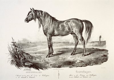 Kopenhagen, het paard van de hertog van Wellington, 19e eeuw door Unbekannt