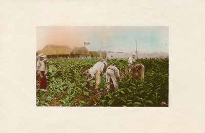 Tabaksplantage, c1910 door Unbekannt
