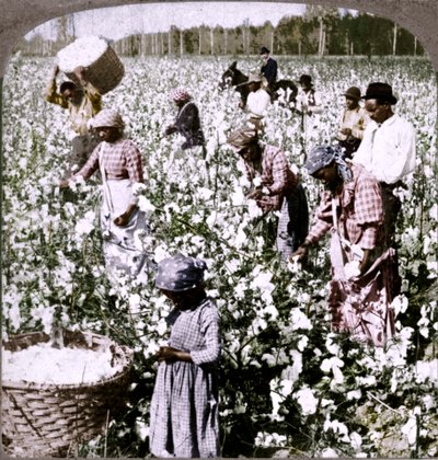 Katoen is koning - plantagescène met werkende plukkers. Georgia, ca. 1900 door Unbekannt
