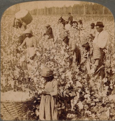Katoen is koning - plantagescène met werkende plukkers. Georgia, ca. 1900 door Unbekannt