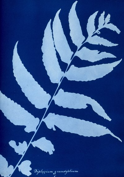 Cyanotype van Diplazium grandifolium door Unbekannt