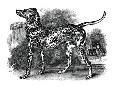 Dalmatische hond, 1848 door Unbekannt