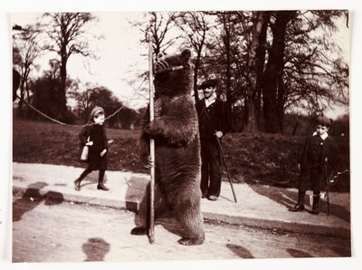 Dansende beer, ca. 1905 door Unbekannt