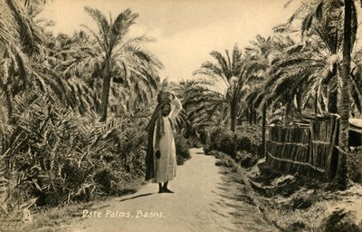 Dadelpalmen, Basra, c1918-c1939 door Unbekannt