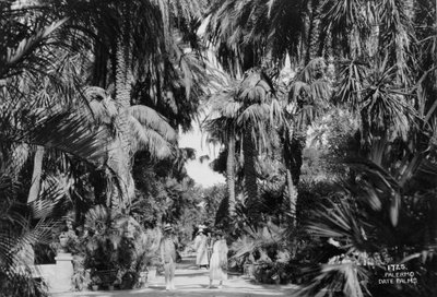 Dadelpalmen, Palermo, Sicilië, Italië, ca. 1920-1930 door Unbekannt