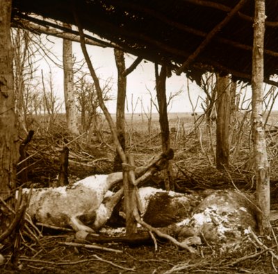 Dode paarden, Verdun, Noord-Frankrijk, ca. 1914-ca. 1918 door Unbekannt