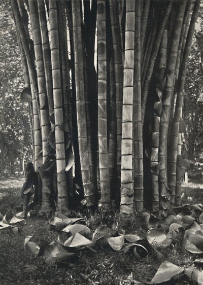 Het onderste deel van de stengels van een reuzenbamboeplant in Peradeniya, 1926 door Unbekannt