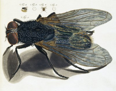 Beschrijving van een vlieg onder de microscoop door Unbekannt