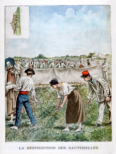Het Vernietigen van de Sprinkhaan, 1901 door Unbekannt