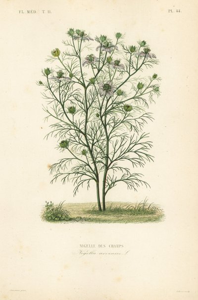 Juffertje-in-het-groen, Nigella arvensis door Unbekannt