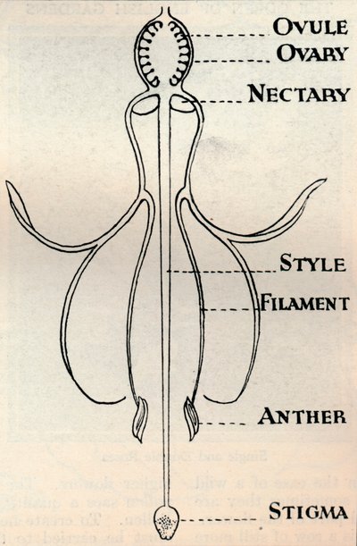 Diagram van een Fuchsia bloem, toont het mechanisme dat wordt gebruikt om zaden te produceren, ca. 1934 door Unbekannt