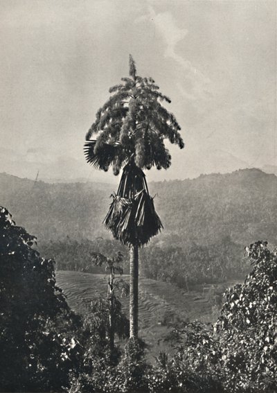 De Talipotpalm Corypha umbracalifera in bloei, 1926 door Unbekannt