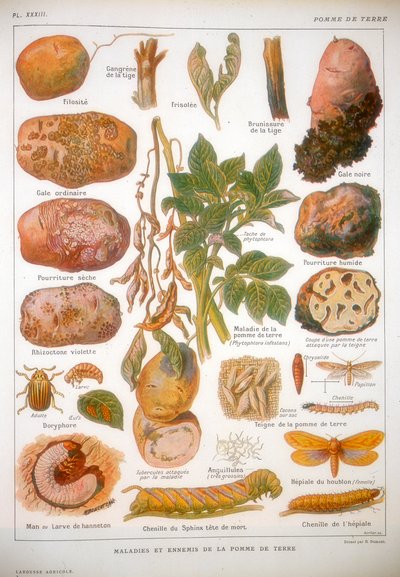 Ziekten van de aardappel, ca. 1920 door Unbekannt