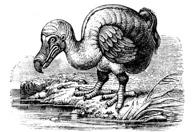 Dodo, 1884 door Unbekannt