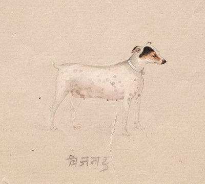 Hond, 1800s door Unbekannt