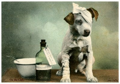 Hond in verband door Unbekannt
