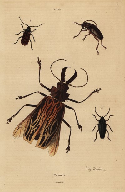 Dorysthenes paradoxus, Macrodontia cervicornis, kwetsbaar, Elateropsis lineatus en Prionus versicolor door Unbekannt