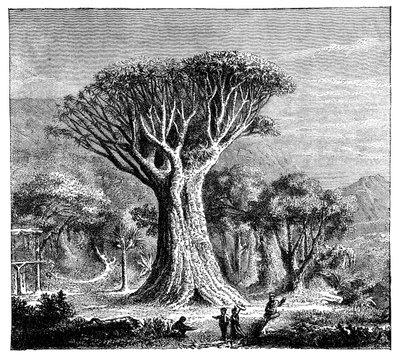 Dracona van Icod, Tenerife, Spanje, c1900s door Unbekannt