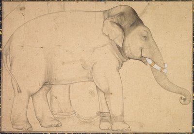 Tekening van een Olifant, ca. 1700 door Unbekannt